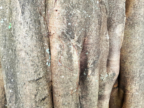 A close-up photo of the bark texture of a Duku tree.