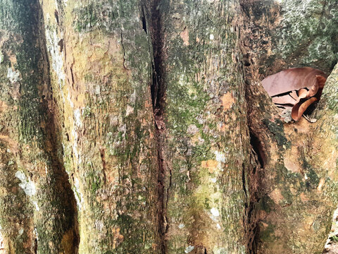 A close-up photo of the bark texture of a Duku tree.