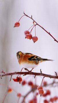 Close up of a beautiful wild brambling finch perched on a frost-covered branch, looking up at red winter berries against a bright snowy background.