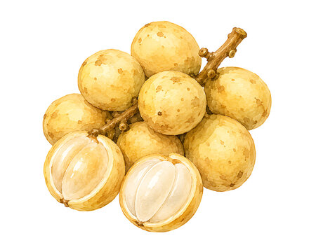 Fresh langsat duku fruit watercolor illustration isolated on white.