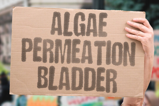"Algae permeation bladder" Biohybrid microrobots boost drug uptake. BIOHYBRID. PERMEATION. BLADDER. CHEMOTHERAPY. ALGAE.