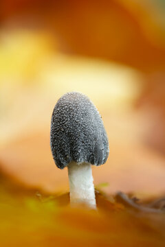 Immature Young Fruiting Body Of A Hare's Foot Inkcap Mushroom, Coprinopsis lagopus, Growing On Leaf Litter In Autumn, New Forest UK