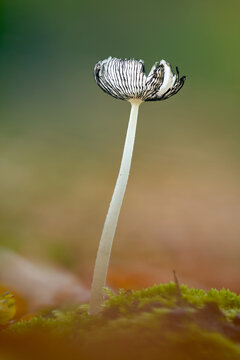 Mature Fruiting Body Of A Hares Foot Inkcap, Coprinopsis lgopus, With Gills Curled Up In Deliquescence, Dripping Ink Phase, In Autumn New Forest, UK