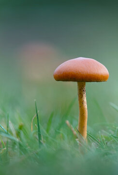 Fruiting Body Of A Little Brown Mushroom, LBM, Growing In A Grassy Field, New Forest UK