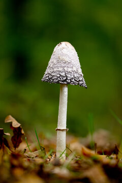 Single, One Shaggy Inkcap Mushroom,Coprinus comatus Growing In Leaf Litter On The Forest, Woodland Floor, New Forest,UK