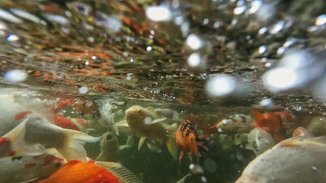 Hungry koi fish feeding frenzy in clean pond water, colorful Japanese carps splashing, fighting, swirling and eagerly eating food together in a crowded swimming pool