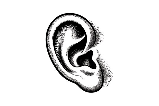 Human ear illustration depicts detailed anatomy with a classic ink style.