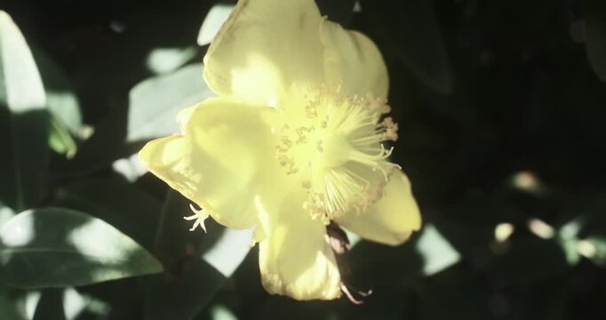 A extreme macro close-up shot of a pale yellow St. John's wort flower surrounded by green foliage illuminated by flickering sunlight.