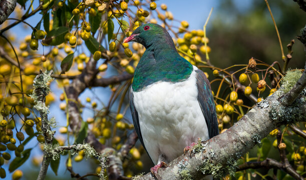 Close up of kererū (Hemiphaga novaeseelandiae), also known as kukupa, New Zealand pigeon or wood pigeon, which is a species of pigeon native to New Zealand, perched in a tree