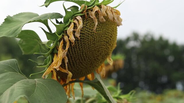 Bright sunflower flower on blurred green field background. Close-up of blooming yellow sunflower in field on sunny day. Agriculture concept for making natural vegetable oil