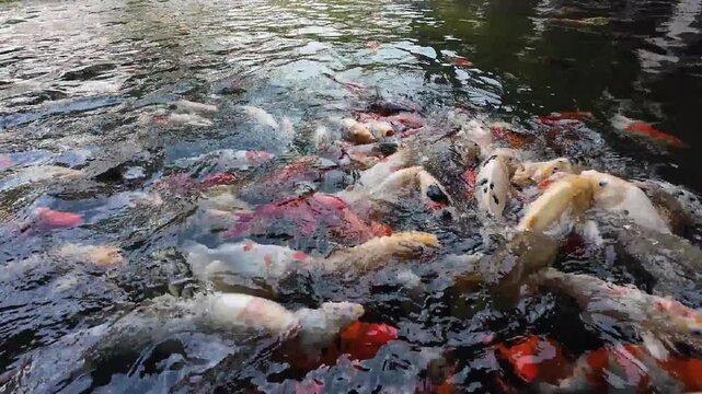 Dynamic background texture of colorful koi fish in a feeding frenzy, vibrant orange and white Japanese carps swirling and splashing in clear pond water while eagerly eating food pellets 4k close up