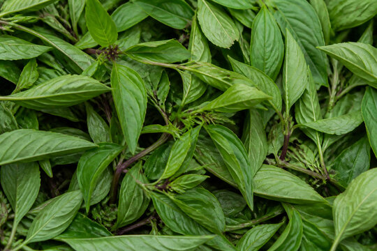 Fresh Thai Basil Leaves Natural Aromatic Herb Texture