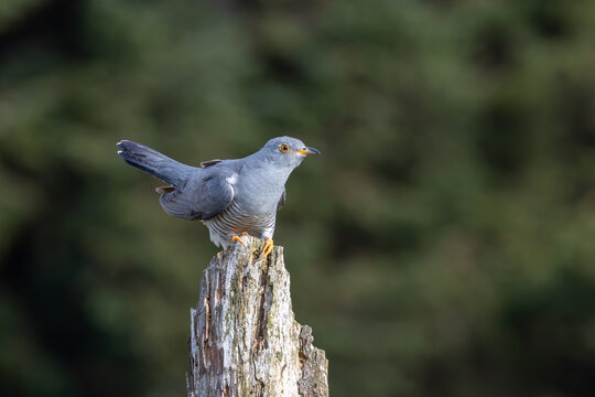 Adult common cuckoo perched on a broken stump