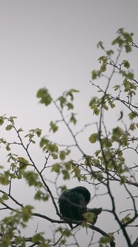Wild common starling stretching its wing on a spring branch