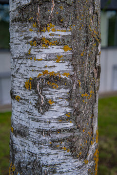 birch trunk covered with lichen