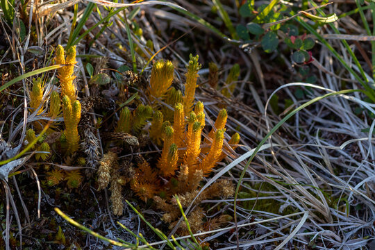 Northern firmoss or fir clubmoss (Huperzia selago subsp. appressa) in subarctic tundra, Chukotka