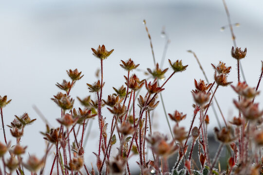Dew drops on seed heads of one-flowered cinquefoil (Potentilla uniflora) in rocky tundra, Chukotka