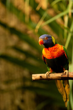 rainbow lorikeet parrot