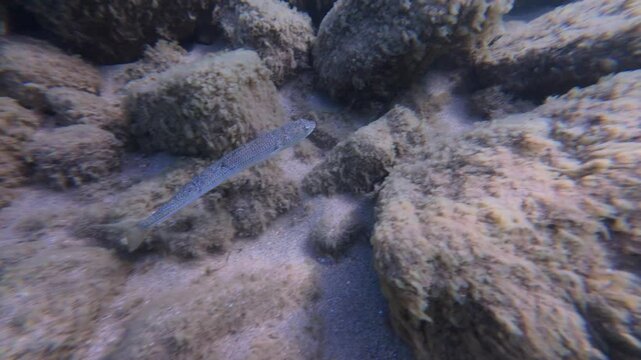 Underwater tracking shot of a lizardfish swimming over a rocky and sandy seabed, slow motion