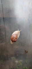 Roman snail (Helix pomatia) crawling on dirty transparent glass surface © ellinanova