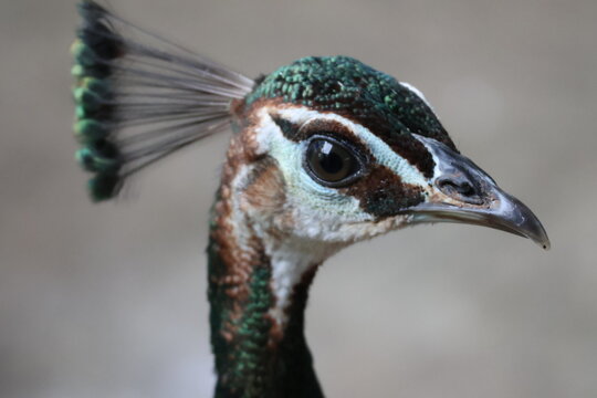 Wild peahen (female Indian peafowl) captured in its natural habitat in Kerala, India. The image highlights the intricate texture of the bird's plumage, its distinct head crest, 