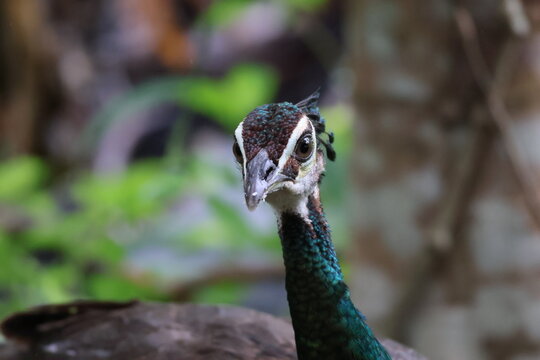 Wild peahen (female Indian peafowl) captured in its natural habitat in Kerala, India. The image highlights the intricate texture of the bird's plumage, its distinct head crest, 