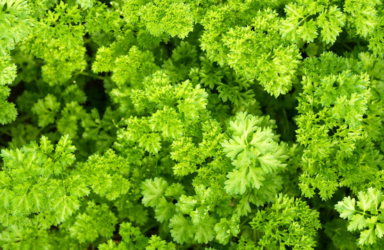 Top view pan over vibrant green fresh curly parsley leaves background. Ideal for culinary, organic food, and healthy cooking concepts.