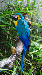 blue and yellow macaw © Tamas