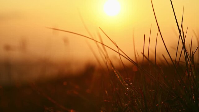 Tall grass blades sway in warm sunlight