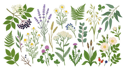 Naklejka premium Botanical Collection: Wildflowers, Herbs, and Leaves - Botanical Illustration