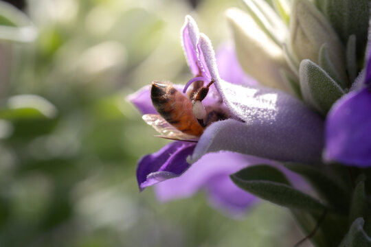Macro close-up of a honey bee foraging inside a vibrant purple flower in warm sunlight, highlighting pollination, nectar feeding, spring nature, biodiversity and a natural garden ecosystem.