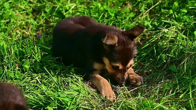 Small puppy lying and playing in green grass