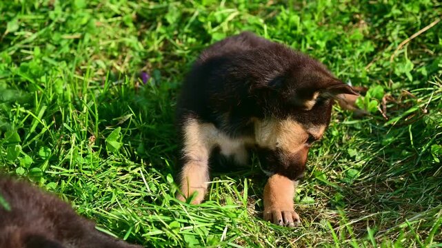Small black and tan puppy lying in grass