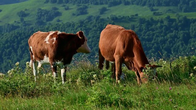Two cows grazing in a green mountain meadow