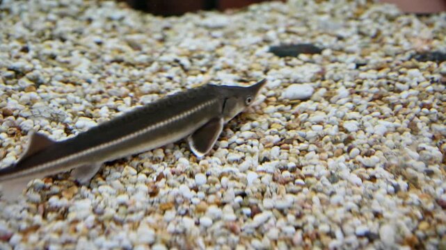 Sturgeon fish swimming over gravel substrate in aquarium