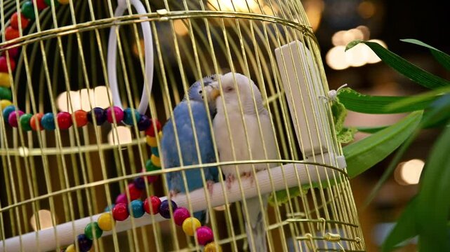 Two budgerigars interacting inside a golden birdcage