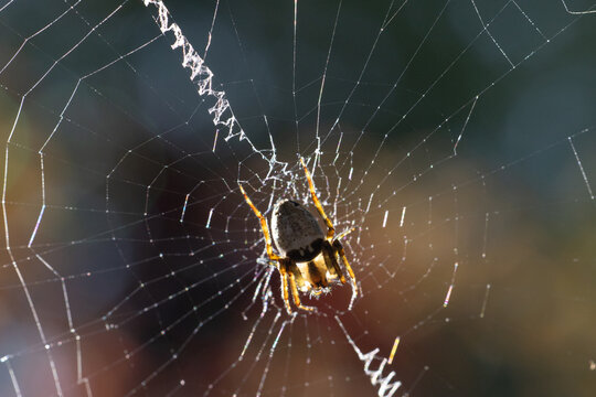 Macro close-up of a spider resting on an intricate orb web glowing in warm sunlight, highlighting delicate silk patterns, arachnid wildlife, natural engineering, biodiversity and garden ecology.