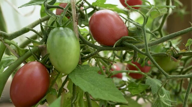 Close-up of ripe red plum cherry tomatoes hanging on green branches in a greenhouse ready for harvesting on a farm