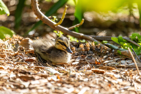 Cute ducklings resting under leafy garden shrubs in warm sunlight, showing soft fluffy feathers and natural camouflage while highlighting young wildlife, spring nature and peaceful outdoor habitat.