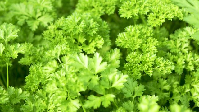 Top view pan over vibrant green fresh curly parsley leaves background. Ideal for culinary, organic food, and healthy cooking concepts.