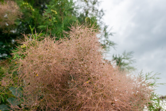 Close view of delicate pink flower panicles of saltcedar tamarisk, Tamarix ramosissima, covered with clear water droplets after rain. Fine branching inflorescences and feathery foliage create a botani