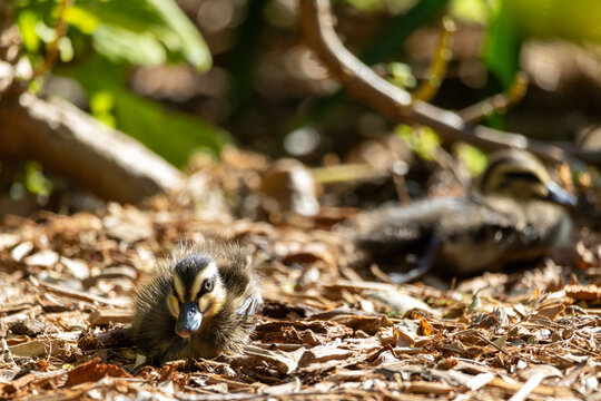 Cute ducklings resting under leafy garden shrubs in warm sunlight, showing soft fluffy feathers and natural camouflage while highlighting young wildlife, spring nature and peaceful outdoor habitat.