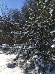 Young pine tree with thin branches topped with fresh snow framing entrance to deciduous woods with bare trees under clear cloudless blue sky inviting for holiday walk through deep snowdrifts © Oksana