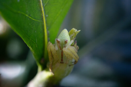 Macro close-up of a green crab spider camouflaged on a fresh plant bud, showing detailed legs and body texture against soft foliage, highlighting wildlife, nature, hunting and biodiversity.