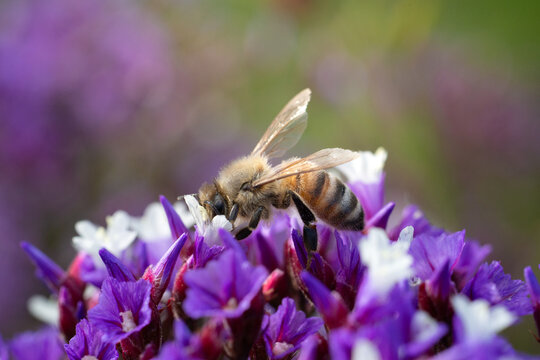 Macro close-up of a honey bee foraging inside a vibrant purple flower in warm sunlight, highlighting pollination, nectar feeding, spring nature, biodiversity and a natural garden ecosystem.