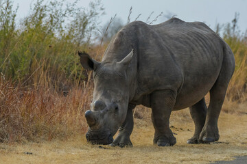 White Rhinoceros in south african safari © shams Faraz Amir