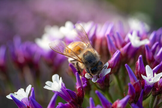 Macro close-up of a honey bee foraging inside a vibrant purple flower in warm sunlight, highlighting pollination, nectar feeding, spring nature, biodiversity and a natural garden ecosystem.