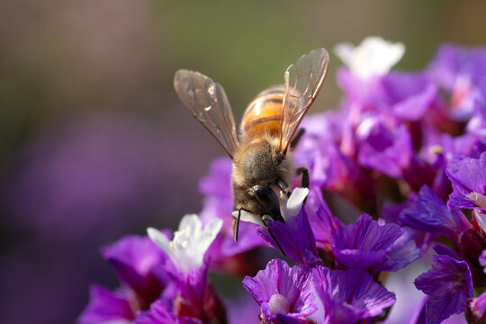 Macro close-up of a honey bee foraging inside a vibrant purple flower in warm sunlight, highlighting pollination, nectar feeding, spring nature, biodiversity and a natural garden ecosystem.