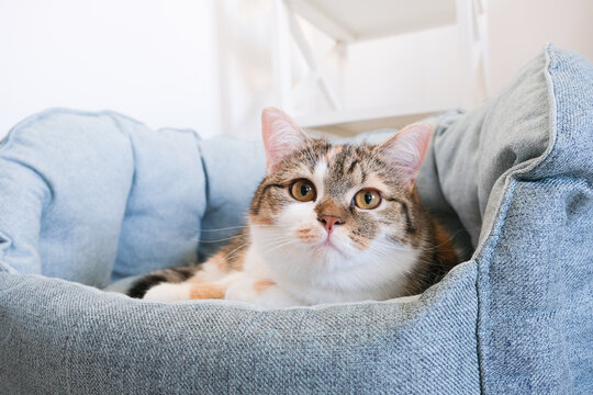 Domestic calico cat resting comfortably in a soft blue pet bed, with a light-colored background and a hint of furniture visible in the setting