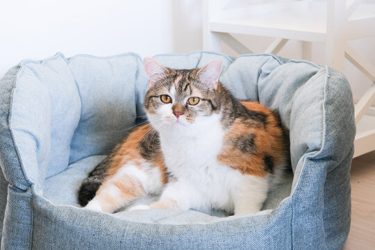 Calico cat resting comfortably in a soft, plush pet bed with a light blue fabric cover, situated in a cozy indoor environment with white furniture nearby